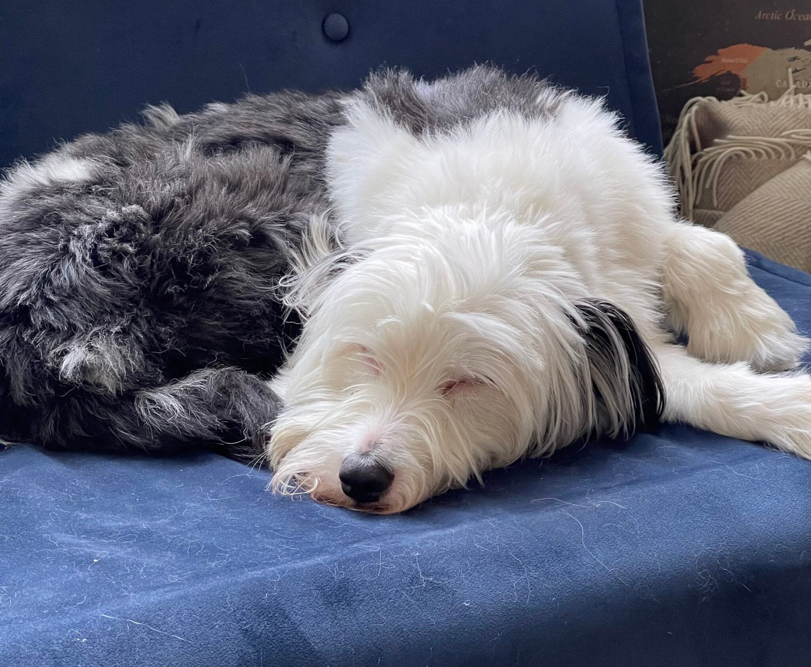 Dog Behaviourist session Dog Training London