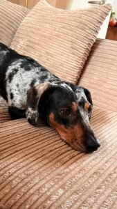Pain in dogs