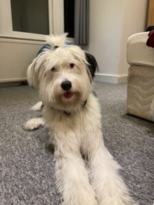 Dog training 
