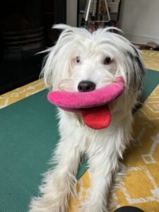 separation anxiety in dogs 