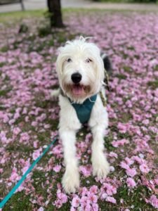 dog training classes near me 