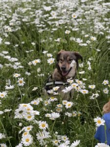 dog behaviourist