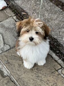 puppy training classes
