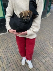 puppy classes