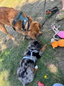 dog training classes