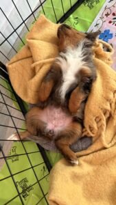crate training