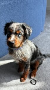 puppy training classes near me