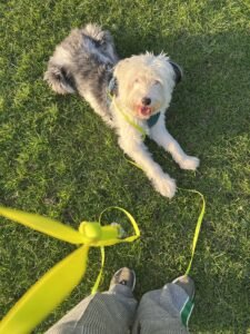 Certified Dog Trainer Classes
